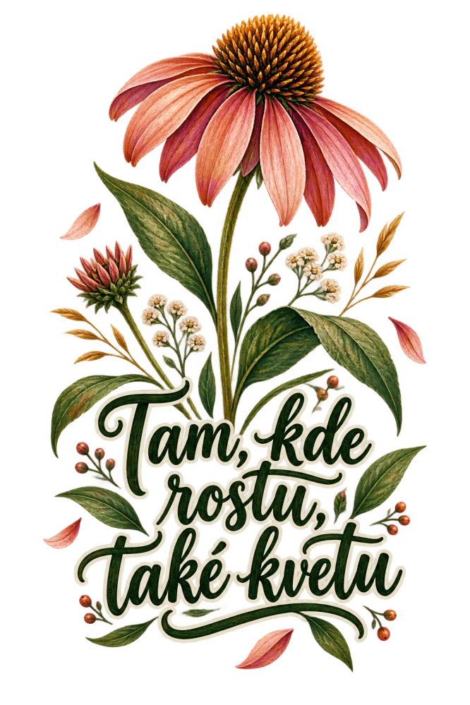 Kvetoucí echinacea