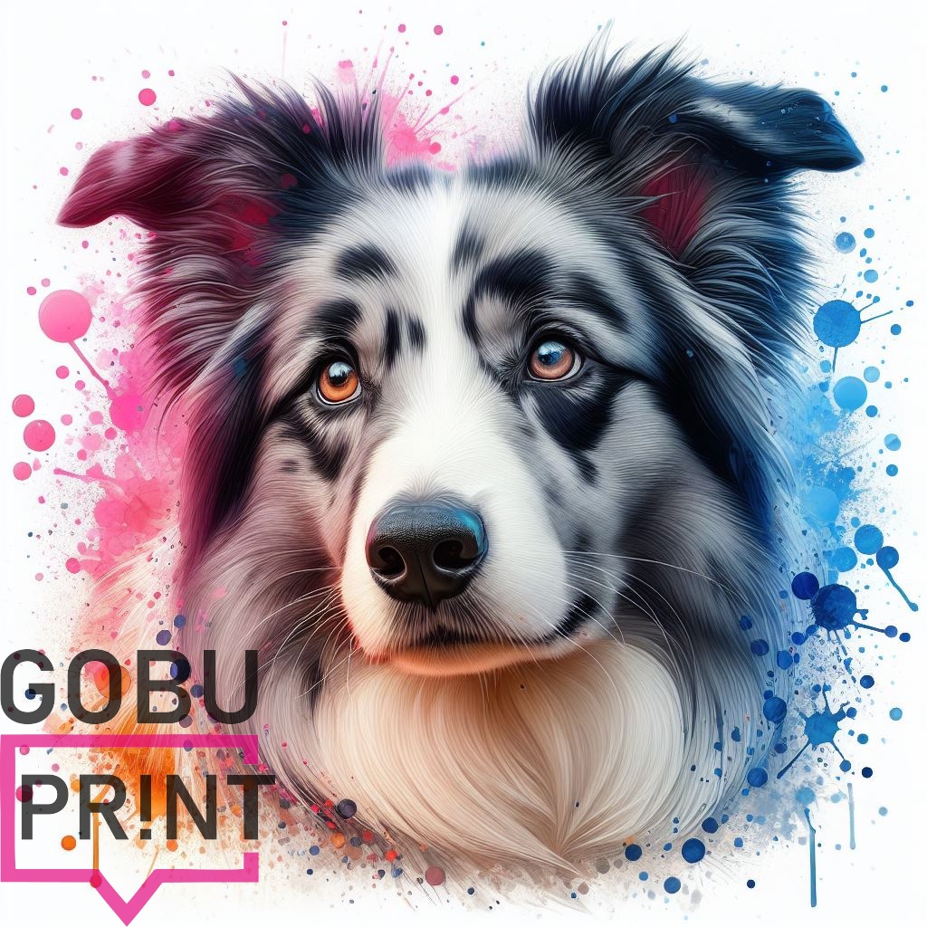 Border kolie blue merle