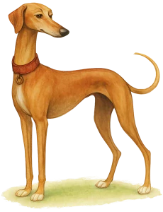 Azawakh