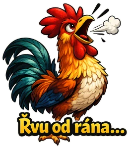 Kohout - řvu od rána