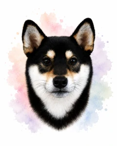 Shiba inu black