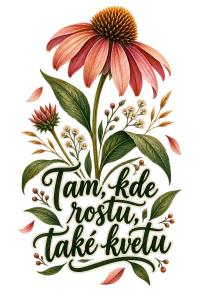 Kvetoucí echinacea