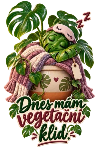 Monstera ve vegetačním klidu
