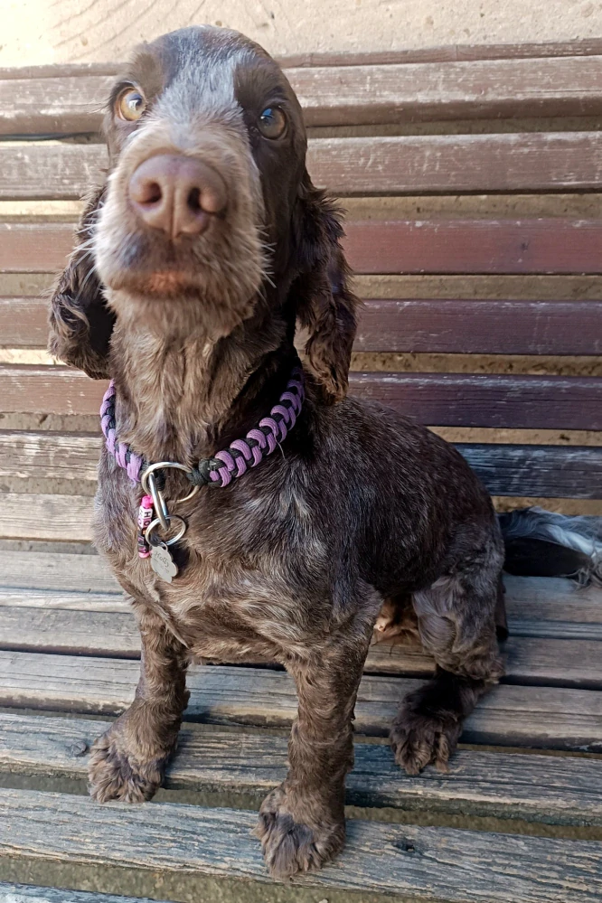 Samolepka - pes v autě (podle foto pejska)